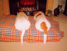 5-picture1.gif