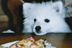 Filename=PIZZA!!.jpg
Filesize=67KiB
Dimensions=800x533
Date added=Jun 23, 2006 PIZZA!!.jpg