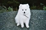 Filename=Toyo the dog -King on the hill.jpg
Filesize=47KiB
Dimensions=560x373
Date added=Jun 23, 2006 Toyo the dog -King on the hill.jpg