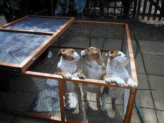 normal_Bulldog Pups.jpg