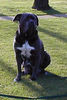 Cane Corso Ellie Thx to Jaquie from www-dogs-at-burgau-co-uk.jpg
