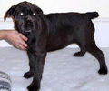 Cane Corso puppy 2.jpg