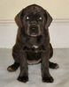 Cane Corso puppy.jpg