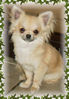 Chihuahua Picture 1.jpg