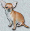 Chihuahua Picture 2.jpg