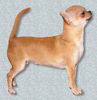 Chihuahua Picture 3.jpg