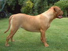 Filename=Basra - Many thanks to Dogneo Mastiffs#.jpg
Filesize=15KiB
Dimensions=283x211
Date added=Mar 10, 2004 Basra - Many thanks to Dogneo Mastiffs#.jpg