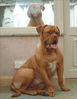 Filename=Basra what a beauty Thanks to Dogneo Mastiffs.jpg
Filesize=17KiB
Dimensions=340x436
Date added=Mar 10, 2004 Basra what a beauty Thanks to Dogneo Mastiffs.jpg