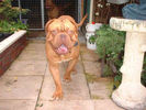 Filename=Ben - Dogue de Bordeaux 1yr old.jpg
Filesize=36KiB
Dimensions=800x600
Date added=Mar 10, 2004 Ben - Dogue de Bordeaux 1yr old.jpg