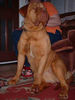 Filename=Breana Dogue de Bordeaux.jpg
Filesize=16KiB
Dimensions=450x599
Date added=Mar 10, 2004 Breana Dogue de Bordeaux.jpg