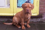Filename=Diesel -Dogneo Mastiffs pup.jpg
Filesize=38KiB
Dimensions=384x255
Date added=Mar 10, 2004 Diesel -Dogneo Mastiffs pup.jpg