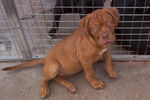 Filename=Dogue de Bordeaux - Redroar Kennels Puppy.jpg
Filesize=11KiB
Dimensions=300x199
Date added=Mar 10, 2004 Dogue de Bordeaux - Redroar Kennels Puppy.jpg
