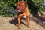 Filename=Dogue de Bordeaux - Redroar Kennels.jpg
Filesize=16KiB
Dimensions=300x199
Date added=Mar 10, 2004 Dogue de Bordeaux - Redroar Kennels.jpg