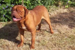 Filename=Dogue de Bordeaux picture 2 - Redroar Kennels.jpg
Filesize=17KiB
Dimensions=300x199
Date added=Mar 10, 2004 Dogue de Bordeaux picture 2 - Redroar Kennels.jpg