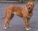 Filename=Dogue de Bordeaux picture 3.jpg
Filesize=15KiB
Dimensions=249x200
Date added=Mar 10, 2004 Dogue de Bordeaux picture 3.jpg