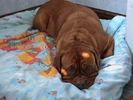 Filename=Dogue de Bordeaux picture 4.jpg
Filesize=12KiB
Dimensions=300x225
Date added=Mar 10, 2004 Dogue de Bordeaux picture 4.jpg