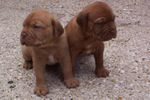 Filename=Dogue de Bordeaux puppy picture - Redroar Kennels.jpg
Filesize=13KiB
Dimensions=300x199
Date added=Mar 10, 2004 Dogue de Bordeaux puppy picture - Redroar Kennels.jpg
