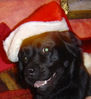 Debylyn - lab pup.jpg