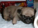 11 days old Pug.jpg