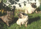 Pug Picture 2 Chloe.jpg
