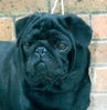 Pug close up.jpg