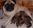 pug and pups.jpg