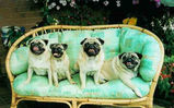 pug pic.jpg