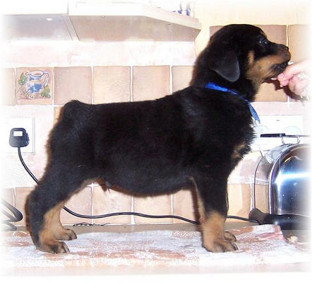 Rottweiler Pics Dog Breeds In Alphabetical Order And Videos Of All Rottweiler Pics Dog Breeds In Alphabetical Order And Videos Of All
