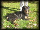 Filename=Crayell Rottweilers.jpg
Filesize=55KiB
Dimensions=490x367
Date added=Mar 10, 2004 Crayell Rottweilers.jpg