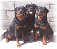 Faith, Saffie & Carrie.jpg