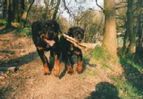 Hawkangel - Deana & Todd (with stick).jpg