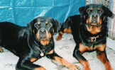 Hawkangel - Deana & Todd.jpg