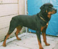 Hawkangel - Todd (stance).jpg