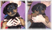 Two typical Jimeva puppies aged 7 weeks.jpg