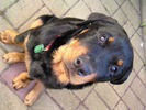 Tyne aged 5 months.jpg