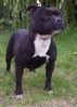Lovely Black and White Staffordshire Bull Terrier.jpg