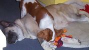ARASHI AKITAS Gem and Holly.jpg