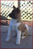 Akita Pup - How Sweet.jpg