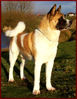 Akita Thx to Belmarta Kennels.jpg