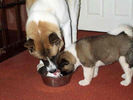 Akitas Trooper & Molly.jpg