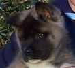 Arashi Akitas.jpg