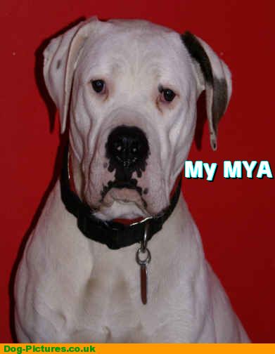 My MYA