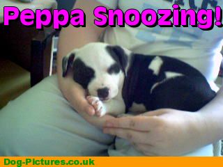 Peppa Snoozing!
