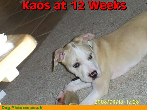 Kaos at 12 Weeks