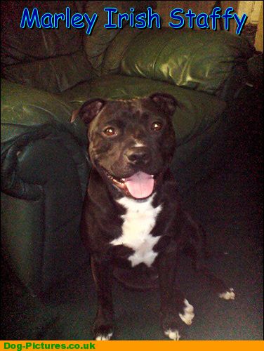Marley Irish Staffy
