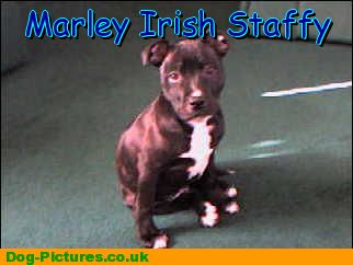 Marley Irish Staffy