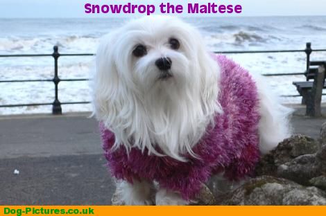 Snowdrop the Maltese