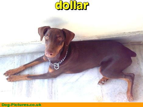 dollar