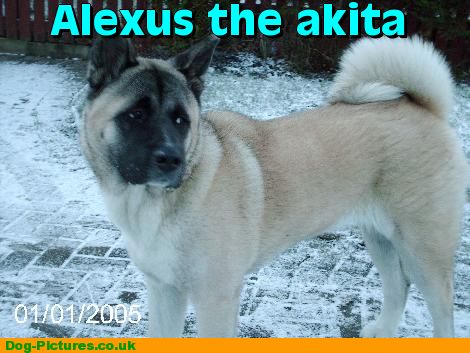 Alexus the akita
