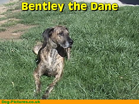 Bentley the Dane